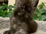 Coby - Maine Coon Kitten For Sale - Hollywood, FL, US