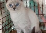 Lynxpoint girl - Colorpoint Shorthair Cat For Sale - Walterboro, SC, US