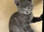 Grey female straight scottish - Scottish Straight Cat For Sale - Arvada, CO, US