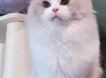 Princess - Ragdoll Cat For Sale/Retired Breeding - Ontario, CA, US