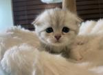 Scottish fold girl lavender - Scottish Fold Kitten For Sale - San Diego, CA, US