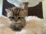 Sage - British Shorthair Kitten For Sale - San Diego, CA, US