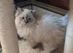 TICA Lynx Ragdoll Kitten Male - Ragdoll Cat For Sale - Bryan, TX, US