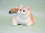 Teddy - British Shorthair Kitten For Sale - Brooklyn, NY, US