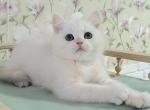 Sakharok - British Shorthair Cat For Sale - Brooklyn, NY, US