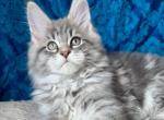 Diamond - Maine Coon Kitten For Sale - Brooklyn, NY, US