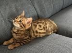 Dasher - Bengal Cat For Sale - Macon, MO, US