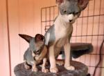 Bond Pair - Sphynx Kitten For Sale - 