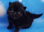 Vuglik - Persian Kitten For Sale - Norwalk, CT, US