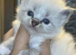 Seal lynx mitted female - Ragdoll Kitten For Sale - Butler, PA, US