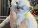 Seal point female - Ragdoll Kitten For Sale - Butler, PA, US