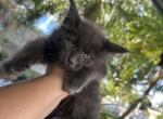 Luna - Maine Coon Kitten For Sale - Hollywood, FL, US