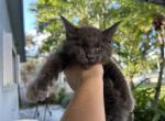 Sid - Maine Coon Cat For Sale - Hollywood, FL, US