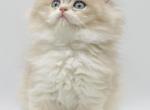 Dior - British Shorthair Cat For Sale - Greenville, SC, US