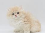 Frappuccino - British Shorthair Cat For Sale - 