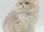 Pearl - British Shorthair Kitten For Sale - Exton, PA, US