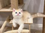 Golden Cute NY12 Girl - British Shorthair Cat For Sale - Fontana, CA, US