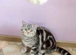 Xanna butterfly tabby girl in Los Angeles - American Shorthair Cat For Sale - CA, US