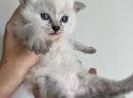 Ava from Litter A - Siberian Kitten For Sale - North Port, FL, US