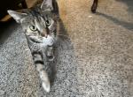 Pixie - Bengal Cat For Adoption - North Tonawanda, NY, US