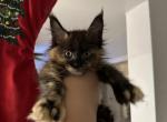 Martha - Maine Coon Kitten For Sale - Hollywood, FL, US