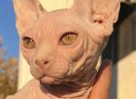 Lucy white with green eyes - Sphynx Cat For Sale - Hemet, CA, US