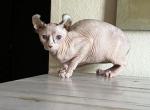 Tiny - Sphynx Cat For Sale - Hemet, CA, US