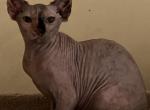 Roxy - Sphynx Cat For Sale - Hemet, CA, US