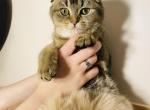 Mars - Scottish Fold Kitten For Sale - 