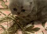 Cleopatras  litter  male blue persian - Persian Kitten For Sale - Montgomery, TX, US