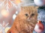 Solid flat face Persian - Persian Cat For Sale - Montgomery, TX, US