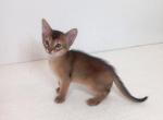 Wild warrior - Abyssinian Cat For Sale - Brooklyn, NY, US