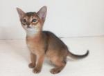 Windy - Abyssinian Kitten For Sale - Brooklyn, NY, US