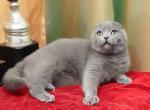 Viber - Scottish Fold Cat For Sale - Brooklyn, NY, US