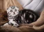 Cai - Scottish Fold Kitten For Sale - Brooklyn, NY, US