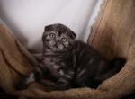 Caitlyn - Scottish Fold Kitten For Sale - Brooklyn, NY, US