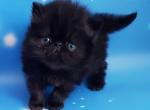 Vuglyk - Persian Kitten For Sale - Brooklyn, NY, US