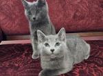 Irina - Russian Blue Kitten For Sale - Susanville, CA, US