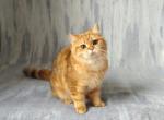 Bagel - British Shorthair Kitten For Sale - Chicago, IL, US