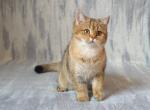 Amber - British Shorthair Kitten For Sale - Chicago, IL, US