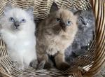 New Year New Friend - Ragamuffin Kitten For Sale - 