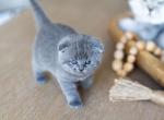 stone & willow's litter - Scottish Fold Kitten For Sale - Springfield, MO, US