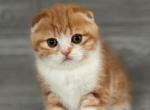 Elias Cattery - Scottish Fold Cat For Sale - Wendell, NC, US