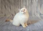 Arnold - British Shorthair Cat For Sale - Chicago, IL, US