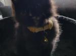 BLACK TORBIE Yellow collar - Maine Coon Kitten For Sale - FL, US
