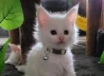 WHITE with BLUE EYES Lavender collar - Maine Coon Kitten For Sale - FL, US