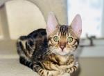 ADOBO Xmas Special - Bengal Kitten For Sale - Brooklyn Park, MN, US