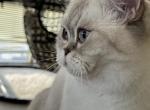 Flora - British Shorthair Cat For Sale - 