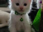 WHITE with BLUE EYES Olive collar - Maine Coon Kitten For Sale - FL, US