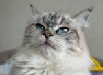 Felina - Siberian Cat For Sale - 